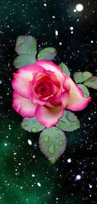 This phone live wallpaper features a gorgeous pink rose on a green background