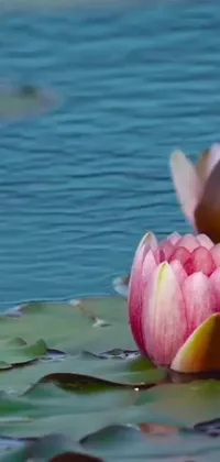This phone live wallpaper showcases a gorgeous pink flower floating on a serene body of water