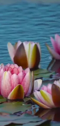 This phone live wallpaper features a group of elegant water lillies floating on top of a serene, blue lake