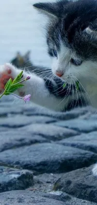 This phone live wallpaper showcases a black and white cat having fun with a flower
