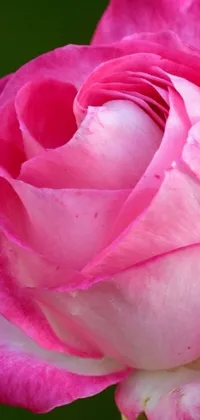This phone live wallpaper showcases the gorgeous close-up of a pink rose sitting pretty against a verdant green background