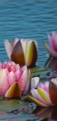 This phone live wallpaper features a group of water lilies floating gracefully on top of a serene body of water