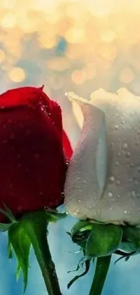 This phone live wallpaper features two stunning roses - one red, one white - side by side