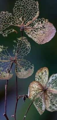 Adorn your phone screen with a mesmerizing live wallpaper showcasing a detailed macro photograph of a plant's leaves
