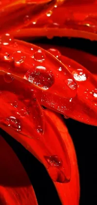 This lively mobile wallpaper features a stunning photograph of a red flower with water droplets