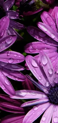 This live wallpaper showcases a stunning photograph of purple flowers with water droplets, captured in breathtaking photorealism