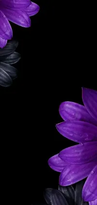 This phone live wallpaper features vibrant purple flowers set on a black background, creating a sleek and minimalist aesthetic
