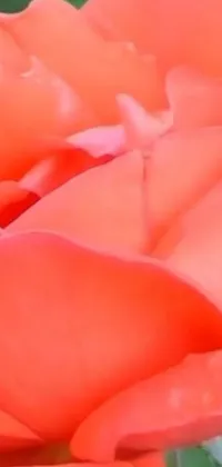 Enhance your phone's display with this stunning live wallpaper featuring an exquisite close-up of an orange rose