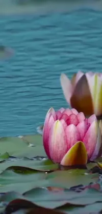 This captivating phone live wallpaper features a stunning image of water lilies gently floating on still waters, creating a peaceful and serene ambiance on your phone's lock screen
