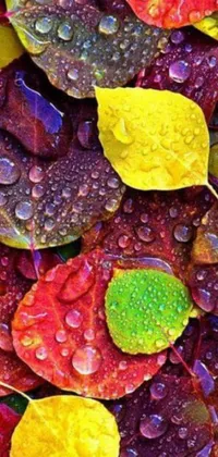 Get mesmerized by the stunning live wallpaper of photorealistic painting, featuring a bunch of leaves adorned with refreshing water droplets