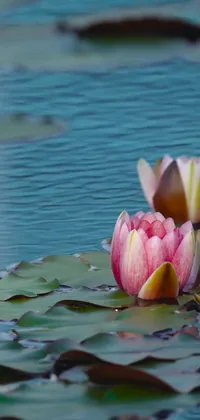This phone live wallpaper features a serene image of two pink flowers floating peacefully on top of a body of water