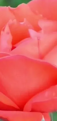 This phone live wallpaper features a stunning close-up of a bright red rose with lush green leaves