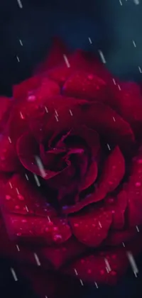 This elegant phone live wallpaper showcases a red rose with water droplets on it, inspired by micro-detail photography in 4k resolution