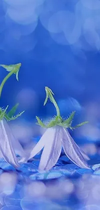 This live wallpaper is a stunning macro photograph of two delicate white flowers atop a blue surface