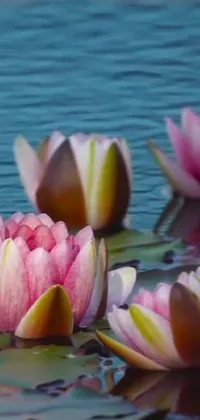 Looking for a calming and serene phone live wallpaper? Look no further than this stunning scene featuring water lilies floating on a body of water
