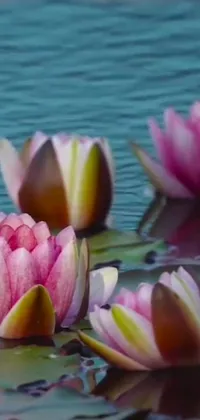 This phone live wallpaper features a beautiful scene of water lilies floating on a serene body of water