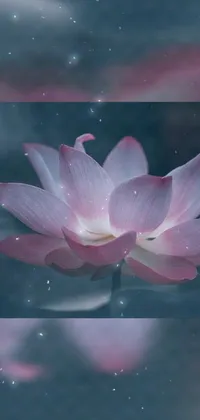 This live wallpaper showcases a delicate pink flower floating on a glittering body of water