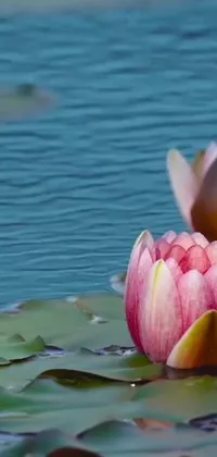 This phone live wallpaper depicts a pair of water lilies floating atop a serene body of water