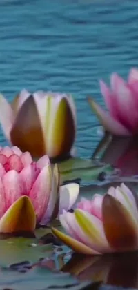 This phone live wallpaper features an enchanting scene of water lilies adrift on a serene body of water