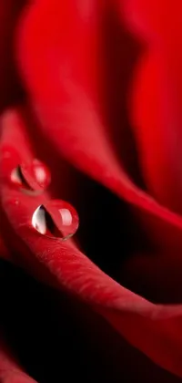 This phone live wallpaper showcases a macro photograph of a red rose with water droplets