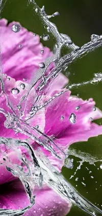 This mobile live wallpaper features a stunning macro photograph of a pink flower being sprinkled with water