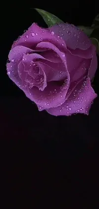 This mobile live wallpaper displays a stunning purple rose, adorned with sparkling water droplets