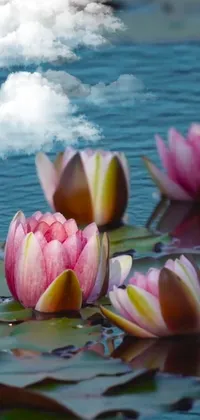 Transform your phone into a serene oasis with our exquisite live wallpaper featuring a group of colorful water lillies floating afloat a scenic body of water