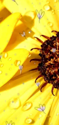 Presenting a stunning phone live wallpaper featuring a close-up macro photograph of a vibrant yellow helianthus flower, covered in droplets of water that glimmer in the sunlight