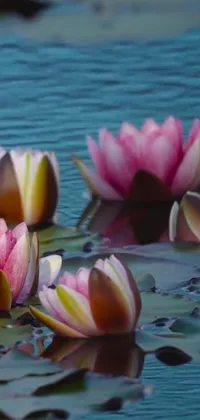 Decorate your phone screen with the mesmerizing live wallpaper showcasing a group of attractive pink lily flowers floating smoothly on top of a serene water body