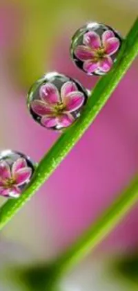 This live wallpaper captures the beauty of nature with a macro photograph of gypsophila covered in glistening water droplets