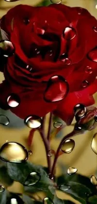 This stunning phone live wallpaper features a bright red rose with sparkling droplets on its petals against a peaceful golden background