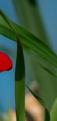 The red flower phone live wallpaper displays a vibrant image of a crimson bloom resting on a verdant leaf