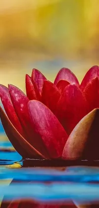 This mobile live wallpaper features a stunning red flower gently floating atop still water