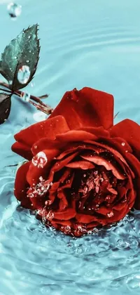 This phone live wallpaper showcases a photorealistic painting of a red rose resting on a pool of water