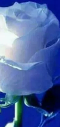 This live wallpaper features a stunning close-up of a white rose against a blue background