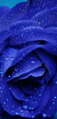 This phone live wallpaper features a striking close up of a blue rose with water droplets, set against a deep, glittering dark blue background