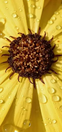 Looking for a stunning live wallpaper for your phone? Check out this highly detailed and vibrantly colored closeup of a yellow flower with water droplets