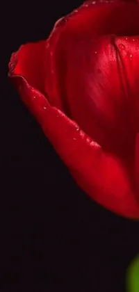 This live phone wallpaper features a close-up of a vibrant red tulip captured in profile with water droplets on the petals