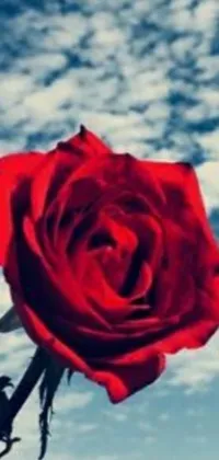 This phone live wallpaper showcases a gorgeous close-up of a red rose against a mesmerizing blue sky with fluffy clouds
