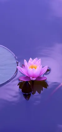 This phone live wallpaper features a lovely pink flower floating atop a purple water body in a small pond surrounded by lush greenery
