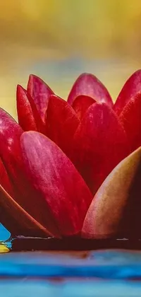 This phone live wallpaper boasts a striking red flower floating atop a placid body of water