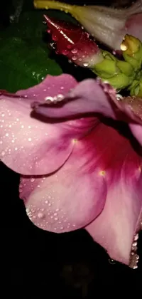 Looking for a serene and refreshing live wallpaper for your phone? Look no further than this beautiful Pink Flower Live Wallpaper! The wallpaper features a stunning pink flower with glistening water droplets on its delicate petals