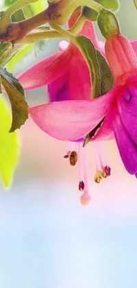 This phone live wallpaper showcases a beautiful digital art piece featuring a bright fuchsia flower on a branch