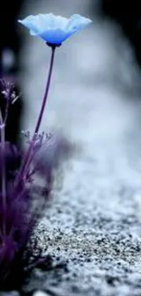 This stunning live wallpaper features a blue flower on the side of a road, exuding a romantic vibe with its second colors - purple, dark and white