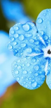 This stunning live wallpaper features a beautiful blue flower with vivid water droplets