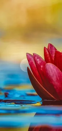 This phone live wallpaper features a serene and natural setting with a red flower floating on water