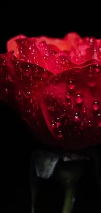 Add a touch of nature to your phone with this stunning live wallpaper of a red rose with water droplets