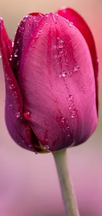 This vibrant 4k vertical phone live wallpaper captures a stunning tulip bloom in finely detailed close-up