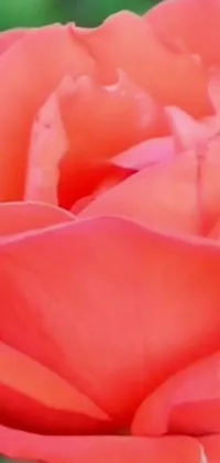 This captivating live wallpaper features a stunning close up of a vibrant red rose, complete with vivid green leaves