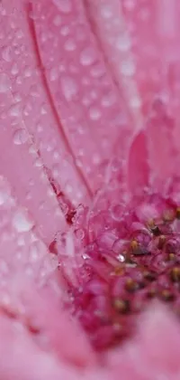 This phone live wallpaper features a stunning pink flower in close-up with water droplets
